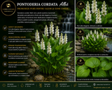 Pontederia cordata alba
