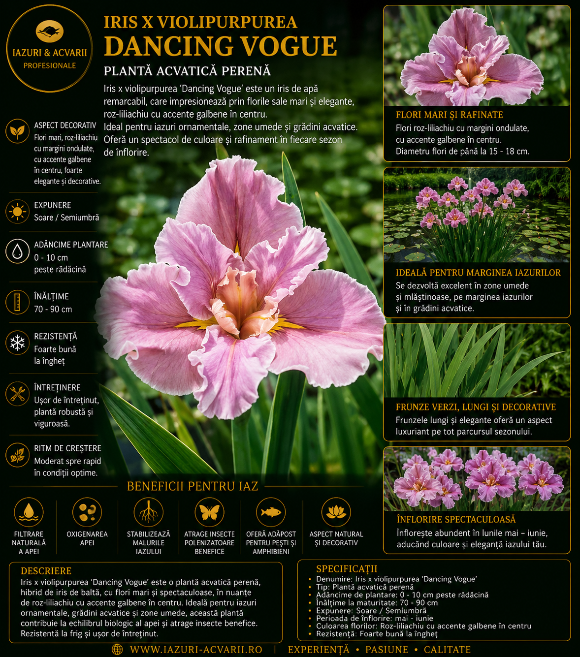 Iris x violipurpurea Dancing Vogue