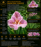 Iris x violipurpurea Dancing Vogue
