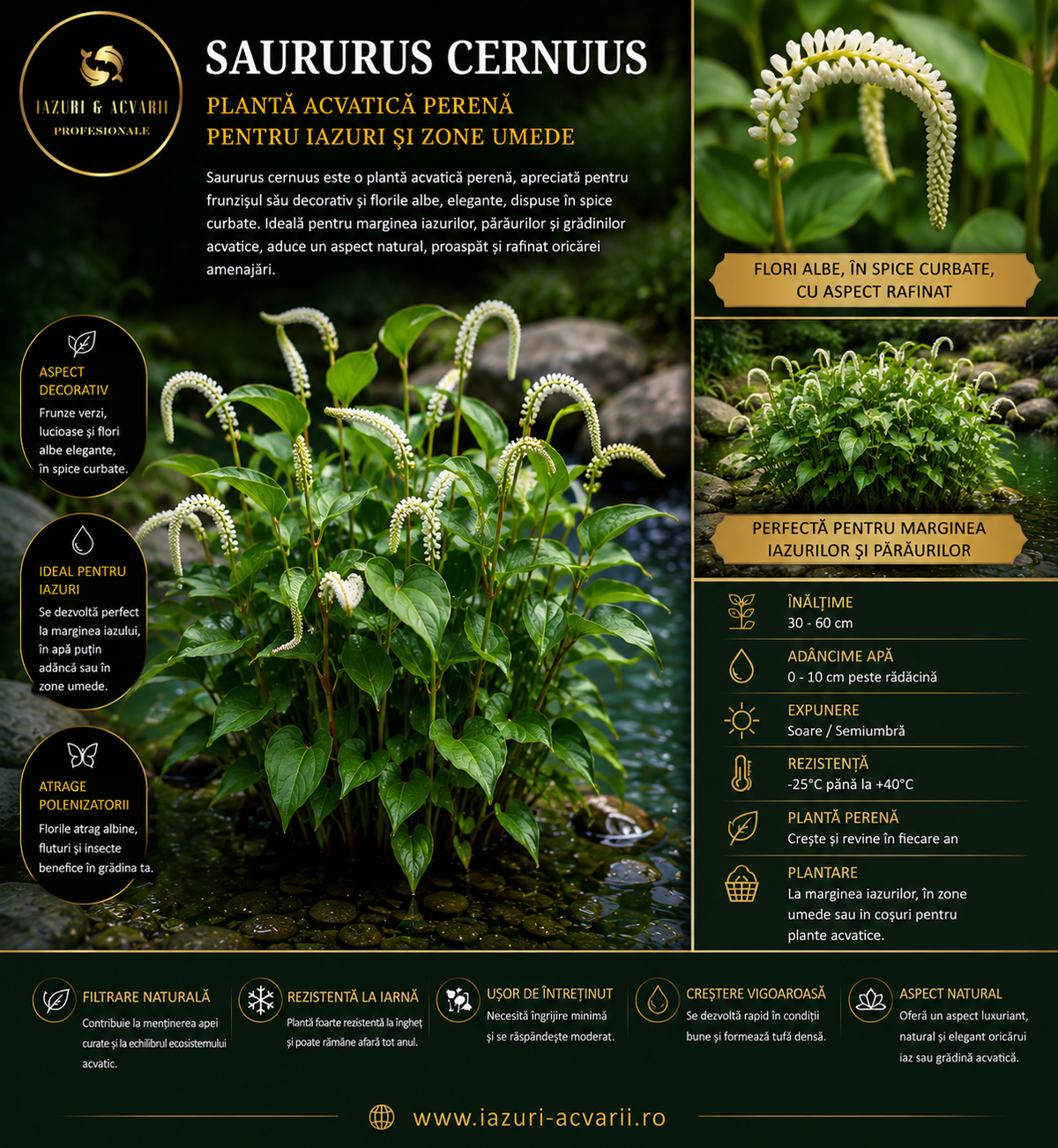 Saururus cernuus