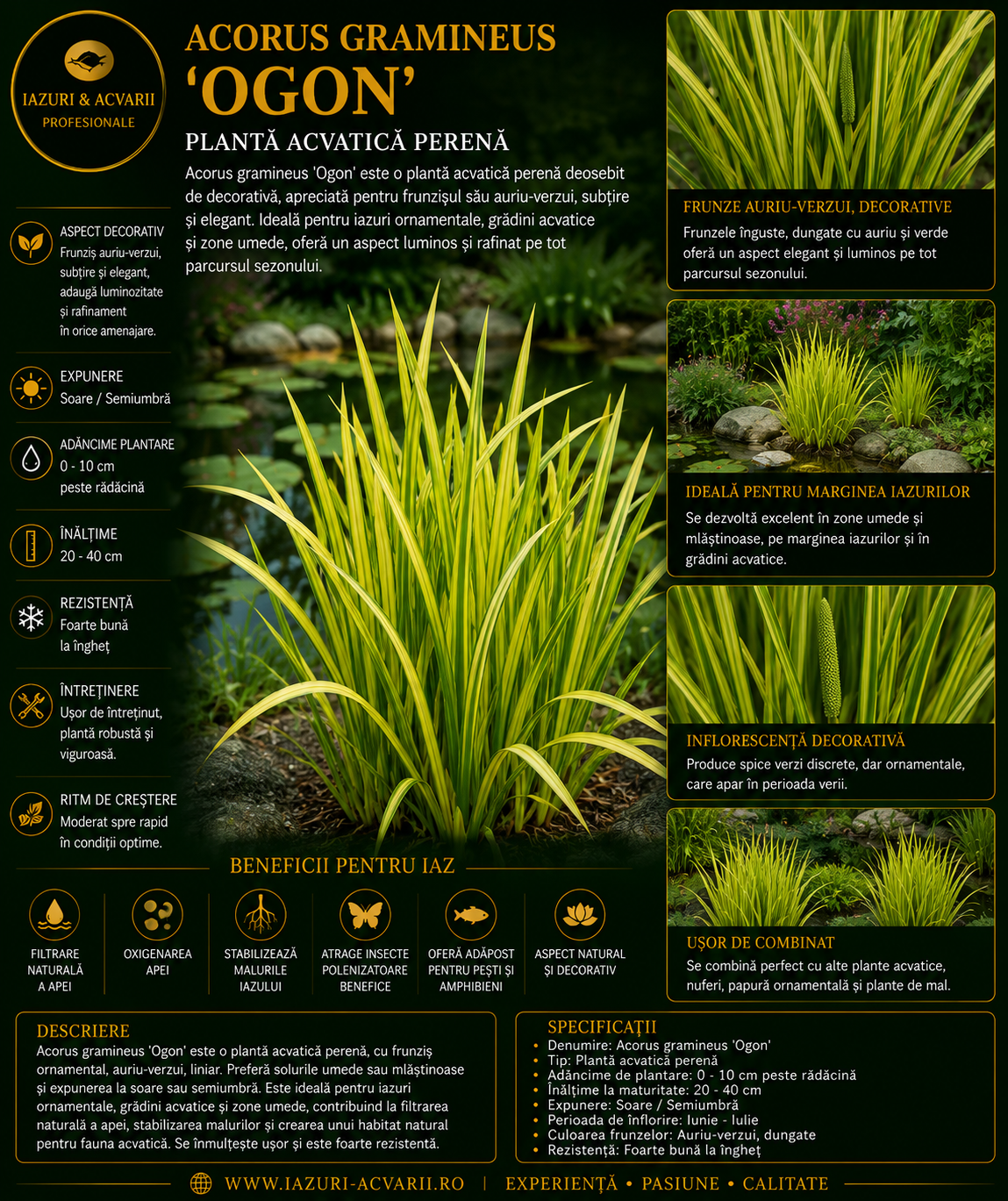Acorus gramineus 'Ogon'