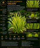 Acorus gramineus 'Ogon'