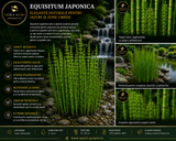 Equisitum japonica