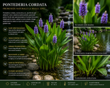 Pontederia cordata