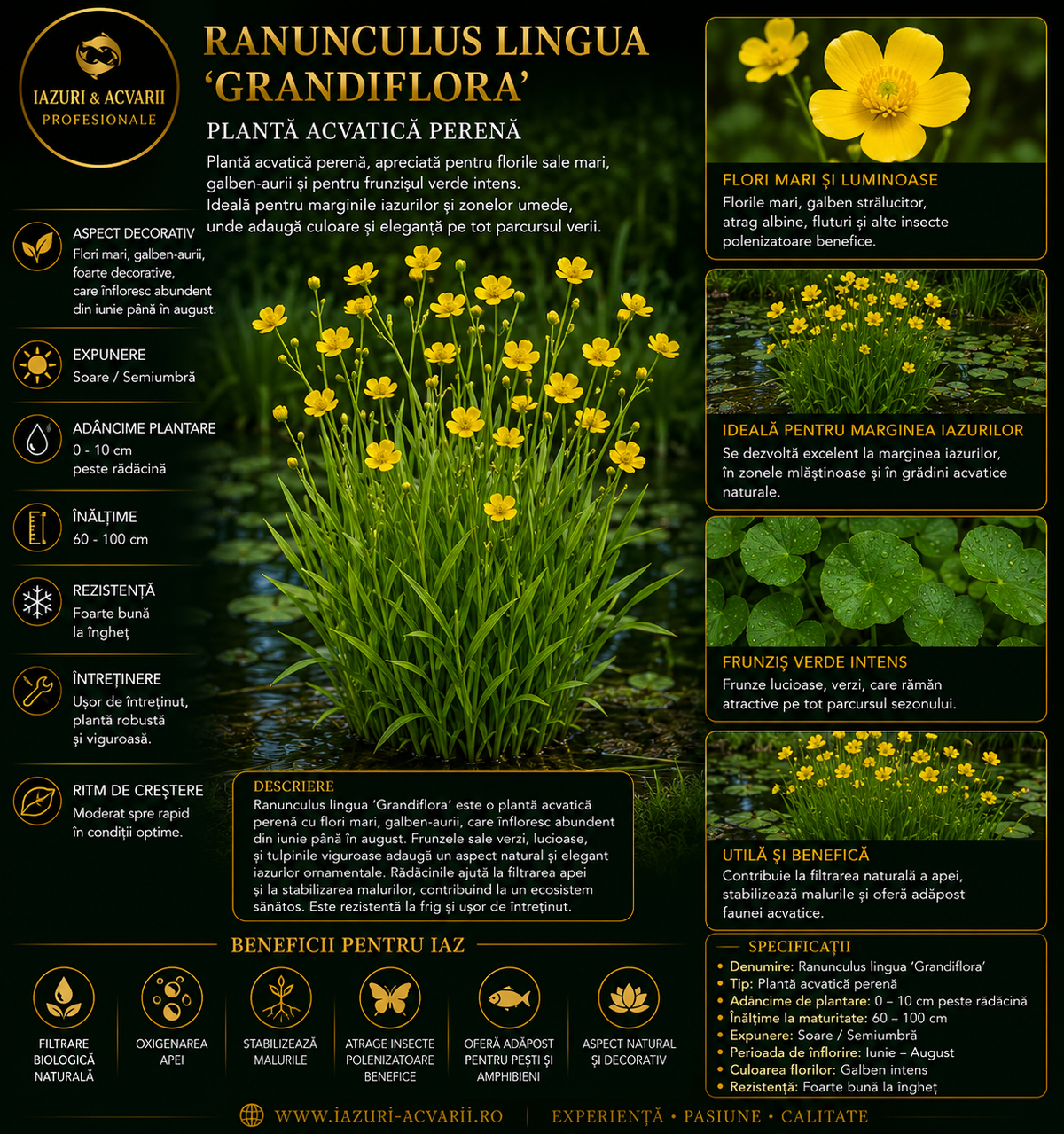 Ranunculus lingua 'Grandiflora