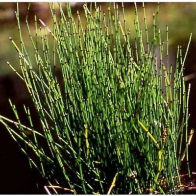 Equisetum scirpoides
