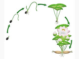 Semințe Lotus culoarei mix-alb,roz,caisa,mov.