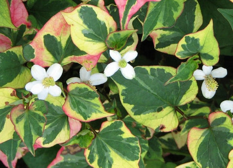 Houttuynia cordata "caméleon"