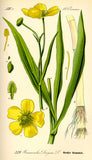 Ranunculus lingua - Plante de iaz iazuri-acvarii.ro