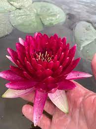 Nufar Nymphaea Manee Red