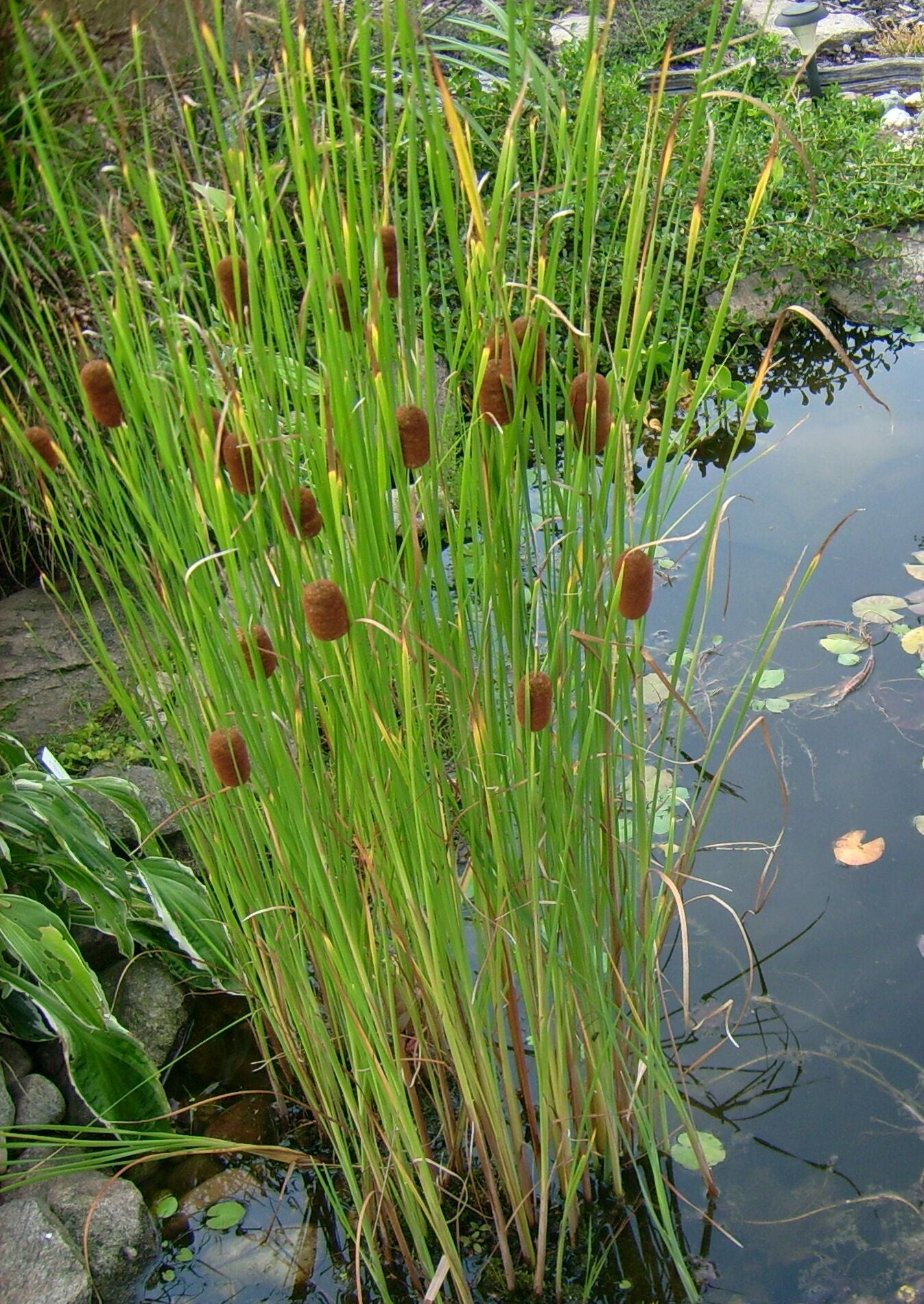 Typha angustifolia - Plante de iaz iazuri-acvarii.ro