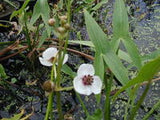 Sagittaria sagitifolia