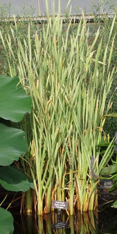 Typha latifolia variegata
