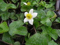 Caltha palustris alba