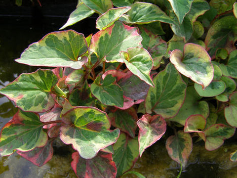 Houttuynia cordata "caméleon"