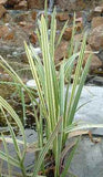 Glyceria maxima  Variegata - Plante de iaz iazuri-acvarii.ro