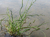 Juncus effusus "spiralis"