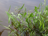 Sagittaria latifolia - Plante de iaz iazuri-acvarii.ro