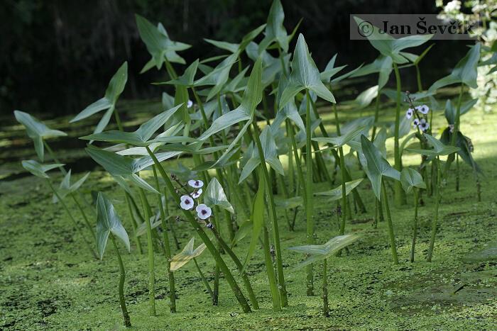 Sagittaria sagitifolia