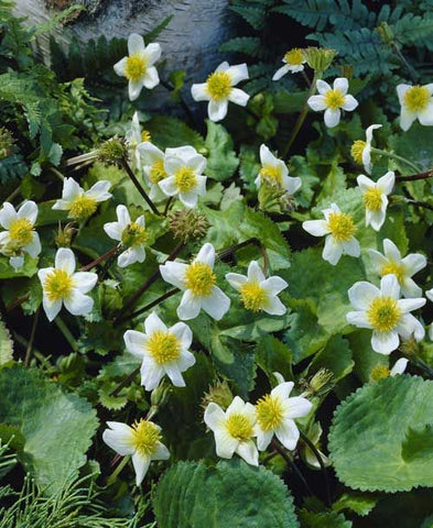 Caltha palustris alba