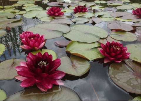Nymphaea Aurora - Nuferi iazuri-acvarii.ro