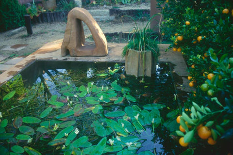 Aponogeton distachios