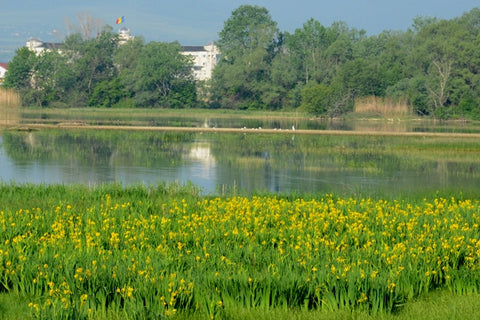Iris pseudacorus - Plante de iaz iazuri-acvarii.ro