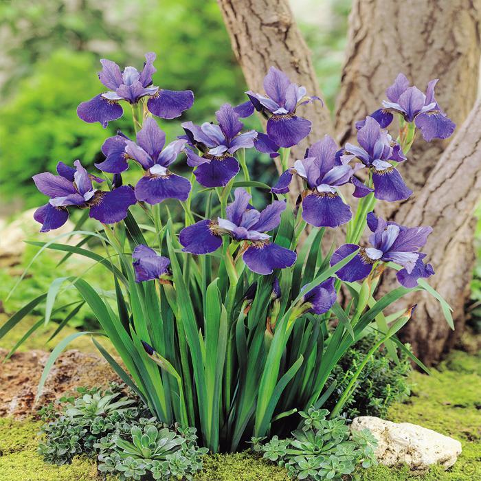 Iris sibirica - Plante de iaz iazuri-acvarii.ro