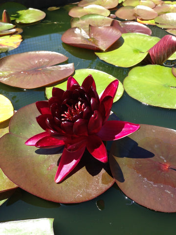 Nymphaea "Rose Arey" - Nuferi iazuri-acvarii.ro