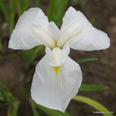 iris ensata diamant