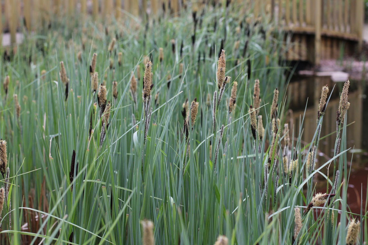 Carex pendula - Plante de iaz iazuri-acvarii.ro