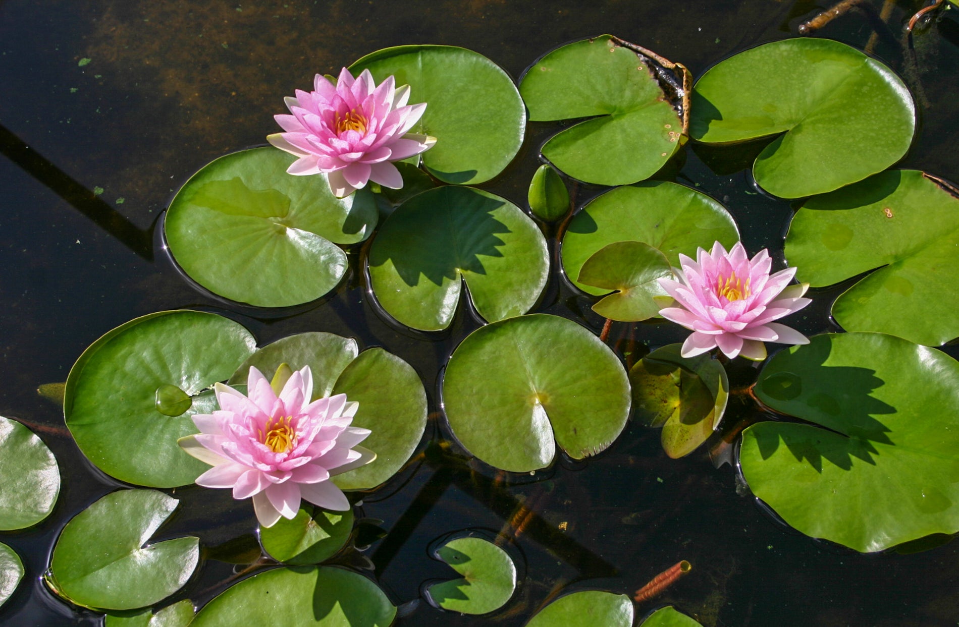 Nufar Nymphaea Darwin