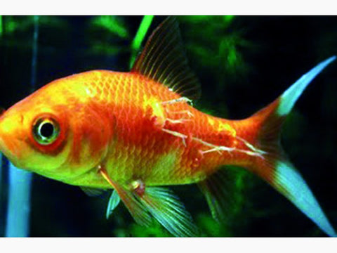 SaniKoi Paratex-tratament contra paduchilor si viermilor ancora-250ml