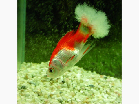 SaniKoi Sapro-tratament contra infecțiilor fungice,bacteriene-250ml