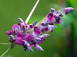 Thalia dealbata
