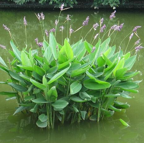 Thalia dealbata