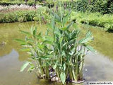 Thalia dealbata