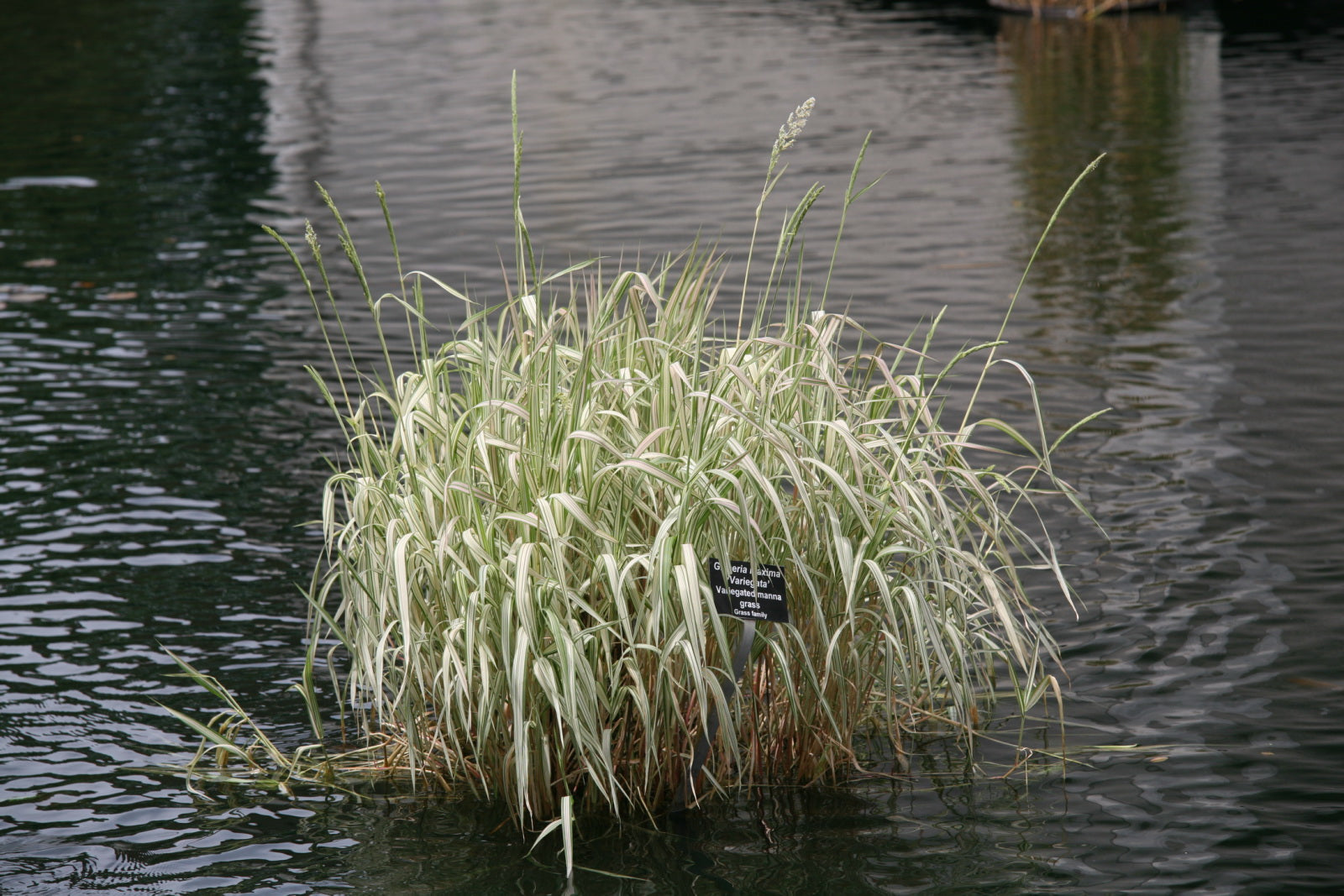 Glyceria maxima  Variegata - Plante de iaz iazuri-acvarii.ro