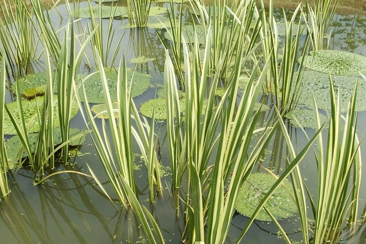 Acorus calamus "Variegatus" - Plante de iaz iazuri-acvarii.ro