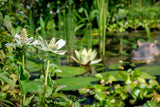 Anemopsis californica