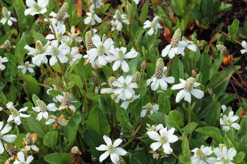 Anemopsis californica