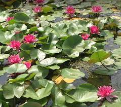 Nufar Nymphaea Escarboucle