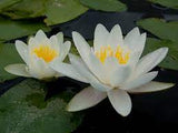 Nymphaea White - Nuferi iazuri-acvarii.ro
