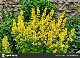 LYSIMACHIA VULGARIS