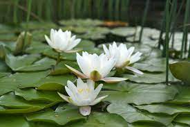 Nymphaea White - Nuferi iazuri-acvarii.ro