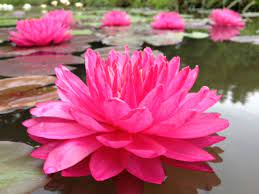 Nufar Nymphaea Fuchsia PomPom  (nufăr foarte rar)