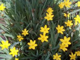 Sisyrinchium californicum