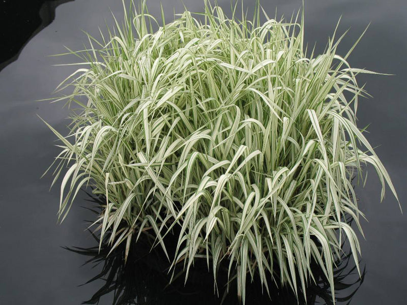 Glyceria maxima  Variegata - Plante de iaz iazuri-acvarii.ro