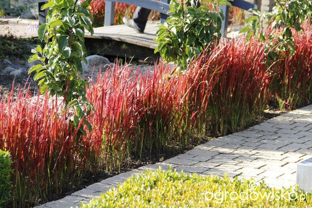 Imperata cylindrica "Red baron" - Plante de iaz iazuri-acvarii.ro