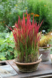 Imperata cylindrica "Red baron" - Plante de iaz iazuri-acvarii.ro